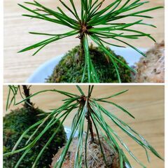 可愛い「ミニ夫婦苔玉(黒松)」の画像