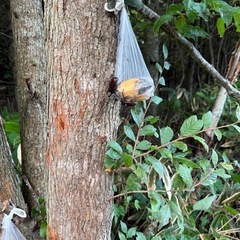 カブトムシ　野生の画像