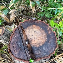 カブトムシ　野生の画像