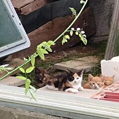 【決定しました】生後3ヶ月の子猫
