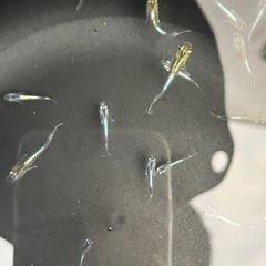 メダカ　めだか　エメキン幼魚
1匹90円の画像