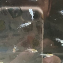 メダカ　めだか　エメキン幼魚
1匹90円の画像