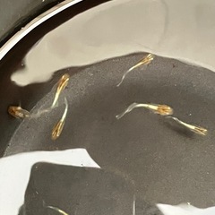 メダカ　めだか　レッドクリフダーク幼魚　1匹100円の画像