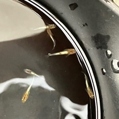 メダカ　めだか　レッドクリフダーク幼魚　1匹100円の画像