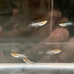 メダカ　めだか　レッドクリフダーク幼魚　1匹100円の画像