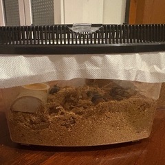 クワガタの画像