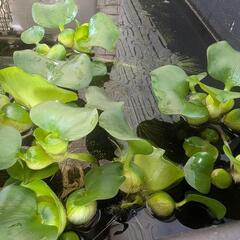 【スネール無し】ホテイ草