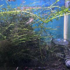 RREA ラズリーブルーテールグッピー稚魚5匹の画像