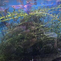 RREA ラズリーブルーテールグッピー稚魚5匹の画像