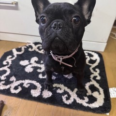 フレンチブルドッグ2歳 避妊済み