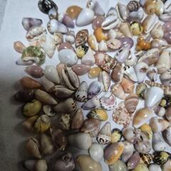 貝殻🐚の画像