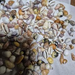 貝殻🐚の画像