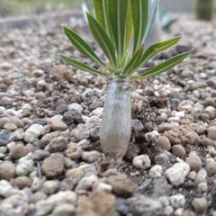 塊根植物　パキポディウム①の画像