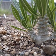 塊根植物　パキポディウム③の画像