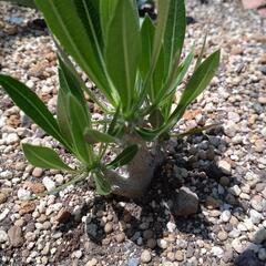 塊根植物　パキポディウム③の画像