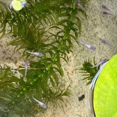 【メダカ】あんみつ 稚魚5匹 　500円　の画像