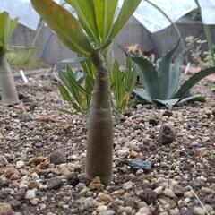 塊根植物　アデニウム①の画像