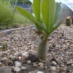 塊根植物　アデニウム①の画像