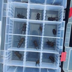 【お話し中】クワガタ、カブトムシ採集同行【ガイド③】の画像