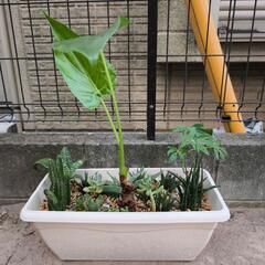 観葉植物の画像
