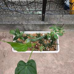 観葉植物の画像
