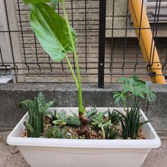 観葉植物の画像