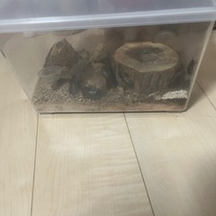 マダガスカルオオゴキブリ（バンワエレベキ）の画像