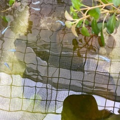 ミックスメダカの画像