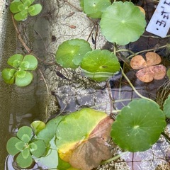 ミックスメダカの画像