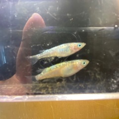 8月6日メダカ各種