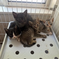 子猫の里親募集します！