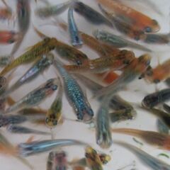 ミックスメダカ　幼魚20匹(1.5cm前後) ⑥の画像