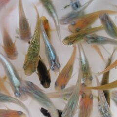 ミックスメダカ　幼魚20匹(1.5cm前後) ⑥の画像