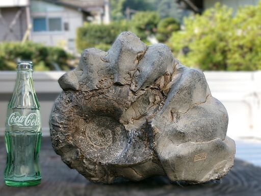 ユーバリセラス　北海道産　アンモナイト　化石　ユウバリセラス ○北海道の化石 ユウバリセラス、貴重なアンモナイト