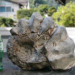 ユーバリセラス　北海道産　アンモナイト　化石　ユウバリセラス 北海道産アンモナイト ユーバリセラス - メルカリ