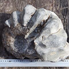 北海道産アンモナイト化石 13.0㎏ ユーバリセラス(ユウバリセラス