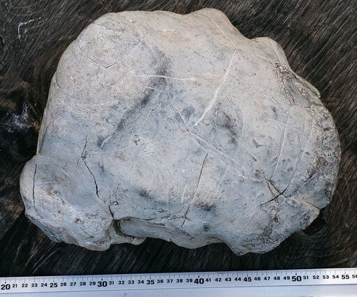 ユーバリセラス 北海道産 アンモナイト 化石 ユウバリセラス 北海道産アンモナイト化石 13.0㎏ ユーバリセラス