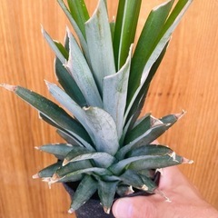 大！台湾パイン！苗！ワンポイント観葉植物としてもおすすめの画像