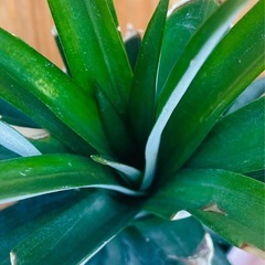 大！台湾パイン！苗！ワンポイント観葉植物としてもおすすめの画像