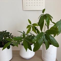 【交渉中】
観葉植物 パキラ その他 セットの画像