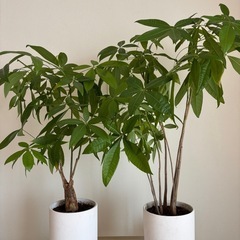【交渉中】
観葉植物 パキラ その他 セットの画像