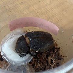 小さめヘラクレスヘラクレス（ペア）の画像