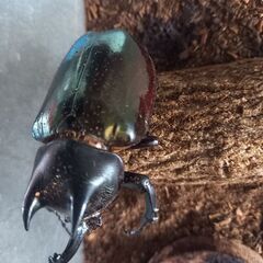 アトラスオオカブト※標本用※夏休みの自由研究などにご利用ください...