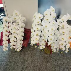 8/6中に返信いただける方限定！胡蝶蘭15鉢ほどの画像