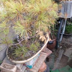 松盆栽の画像