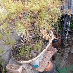 松盆栽の画像