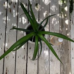 花パインの画像