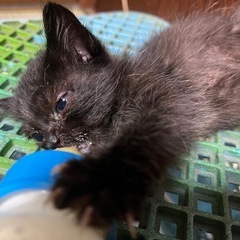 子猫（４匹）