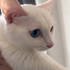 オッドアイの白猫ちゃん里親募集