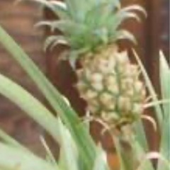 花パインの画像